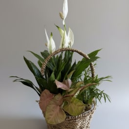 Medium Dish Garden