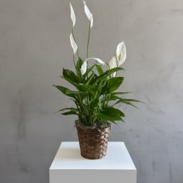 Small Peace Lily (Spathiphyllum)