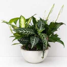  Ceramic Container Dish Gardens