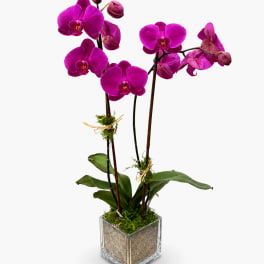 Double Stem Purple Orchid