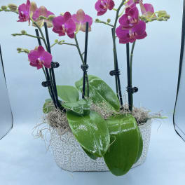 Purple Mini Orchids