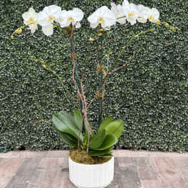 ORCHID OASIS (WHITE)