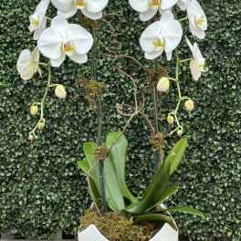ORCHID ODYSSEY (WHITE)