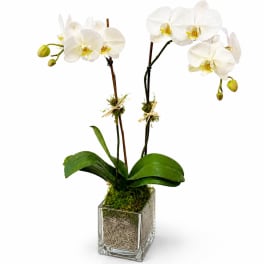 Double Stem White Orchid