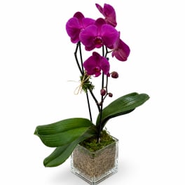 Single Stem Purple Orchid