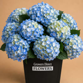 Blue hydrangea bouquet in a black container