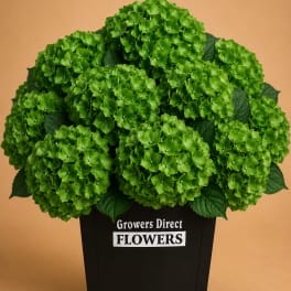 Green hydrangea arrangement in a black container