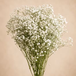 Bouquet of white baby's breath flowers against a beige background