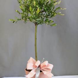 Nishiki Willow Topiary - 6" Planter