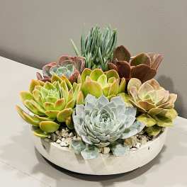Succulent planter