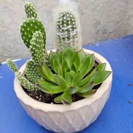 Desert Oasis Planter