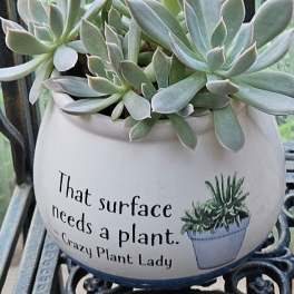 Crazy Plant Lady Succulent Garden