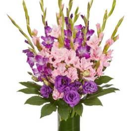 Purple and Pinks