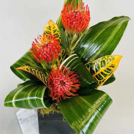 Tropical Trio