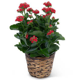 Potted plant with red flower clusters in a woven basket