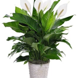 Potted peace lily with white blooms in a woven basket