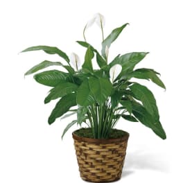 White peace lily plant in a woven basket planter