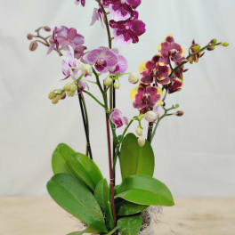Potted orchid arrangement with magenta and pink blooms