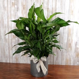 Tall green houseplant in a gray metal pot with a striped bow on a wooden surface