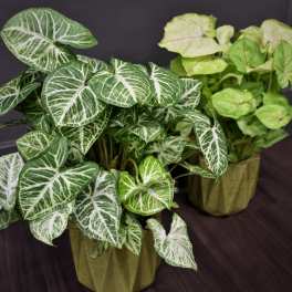 Two potted syngonium plants with variegated arrow-shaped leaves