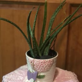 Potted aloe plant in a decorative ceramic pot with a butterfly charm