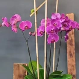Tall pink phalaenopsis orchid plant in a clear glass vase with bamboo supports.