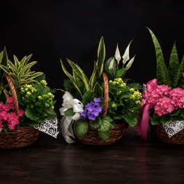 Three basket arrangements with mixed flowers and ribbon bows
