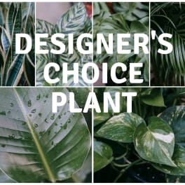 Collage of assorted green houseplants with large leaves and bold text reading Designer's Choice Plant.