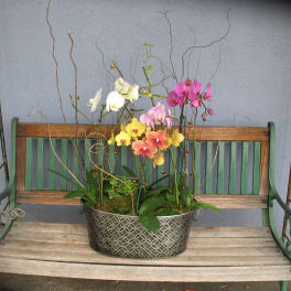 orchid Plant #p1