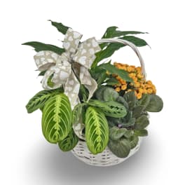 Basket Garden