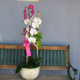 Orchid #P41