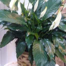 Potted peace lily with white blooms and glossy dark green leaves