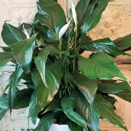 White peace lilies in a white pot with glossy green leaves