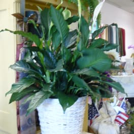 Large green potted plant in a white woven basket