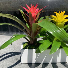 Two colorful bromeliad plants in a white rectangular planter