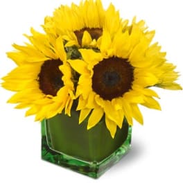 Compact arrangement of bright yellow sunflowers in a green glass cube vase