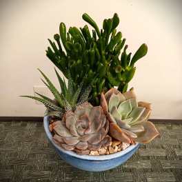 Potted succulent arrangement with rosette succulents and jade plants in a blue bowl