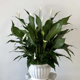White peace lilies in a white ceramic pot