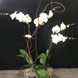 White orchid stems arranged in a wooden box with broad green leaves.