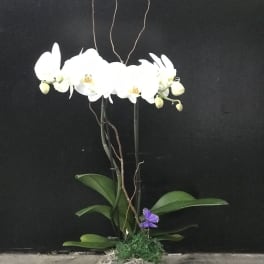 White orchid arrangement in a wooden box with a purple butterfly accent