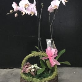 Potted orchid arrangement with pale pink blooms and a pink ribbon