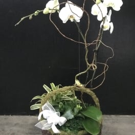 White orchids arranged in a basket with a white ribbon