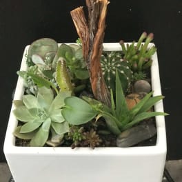 Succulent arrangement in a white square planter with a driftwood centerpiece