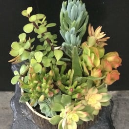 Potted succulent arrangement with mixed green and yellow rosettes