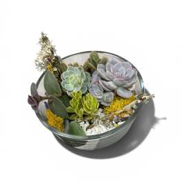 Succulent Dish Garden