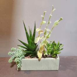 Succulent arrangement in a rectangular planter with mixed green plants