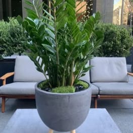 Potted green plant in a gray planter on a patio