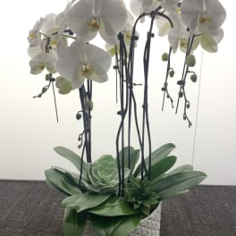 White orchids arranged in a geometric ceramic pot with succulents