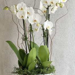 White orchids in a white planter with broad green leaves