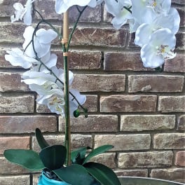 White orchid plant in a blue ceramic pot